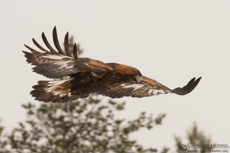 Лук Golden Eagle