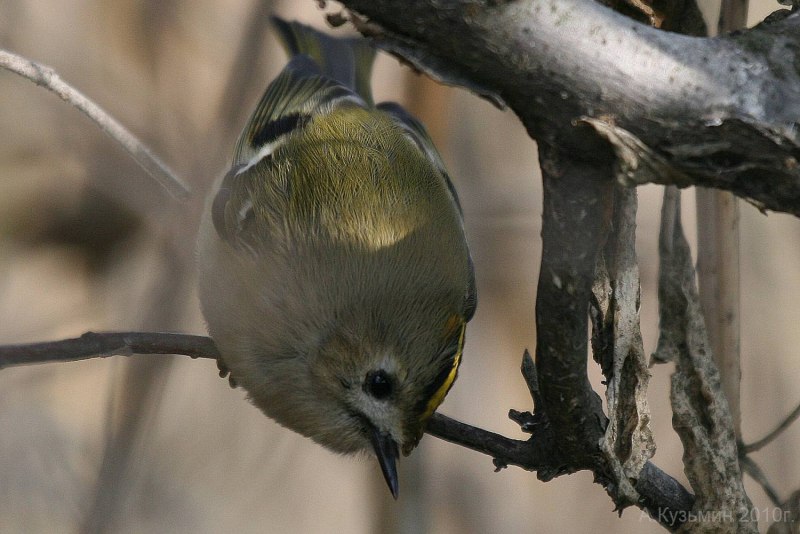 Зеленушка (Chloris Chloris)