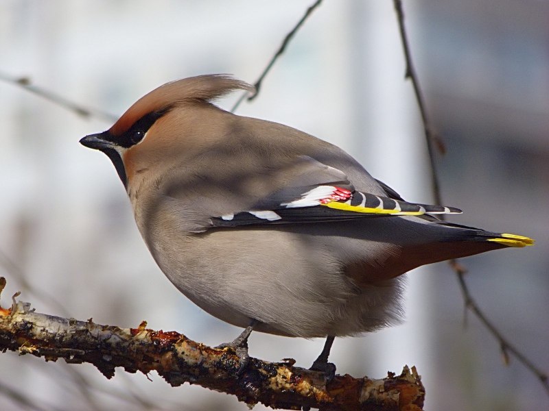 Cedar Waxwing