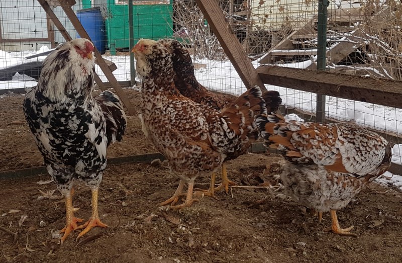 Цыплята Орловской ситцевой породы кур