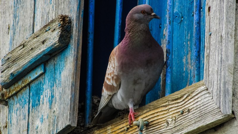 Птичий двор Суздаль Мякотиной