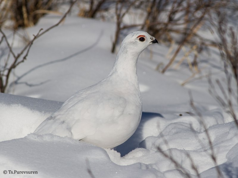 Тундряная куропатка (lagopus mutus