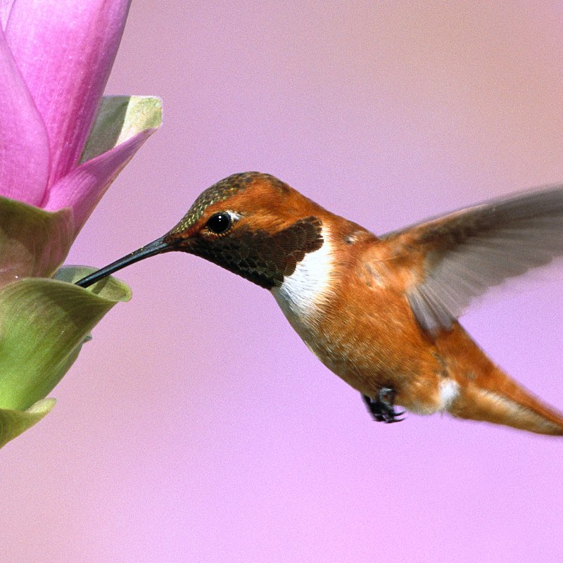 Колибри trochilidae