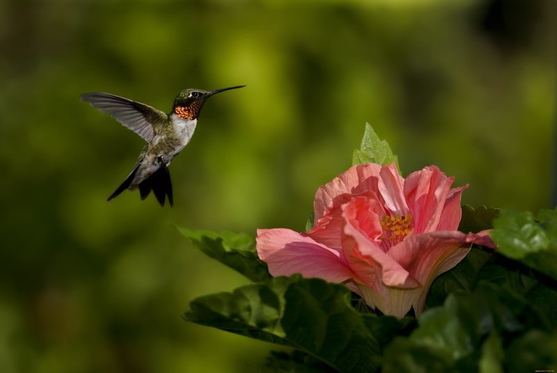 Колибри trochilidae