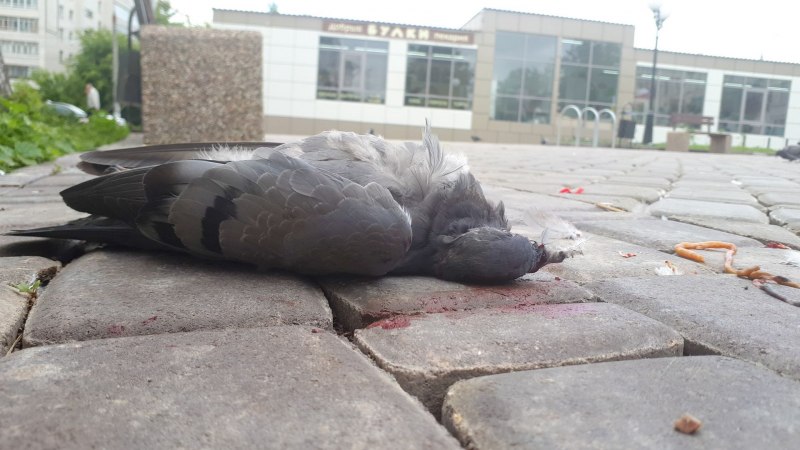 Голубь в листе