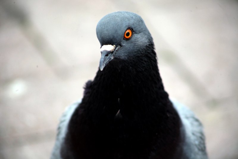 Desert Pigeon