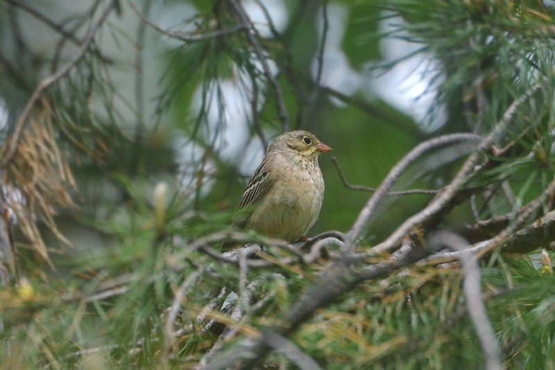 Emberiza hortulana
