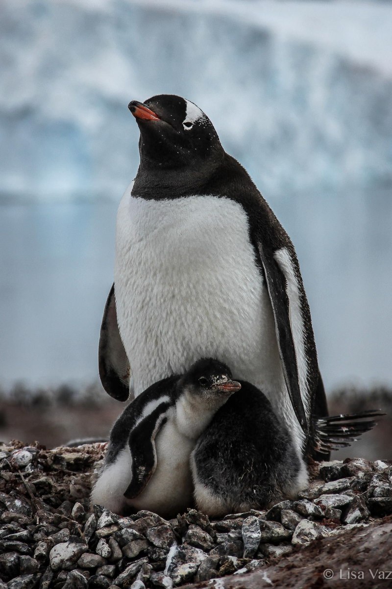 March of the Penguins (2005