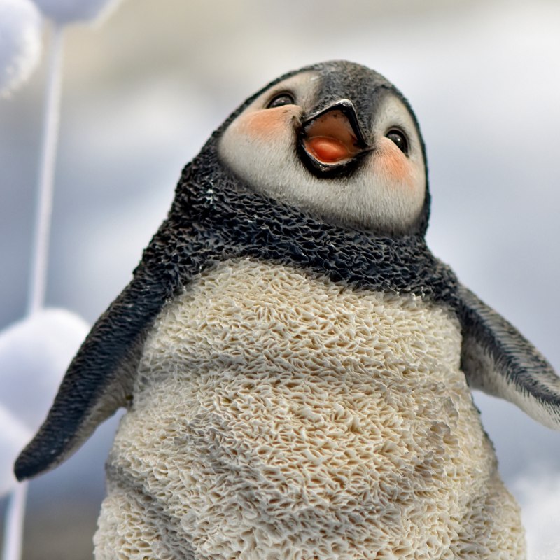 Gentoo Пингвин