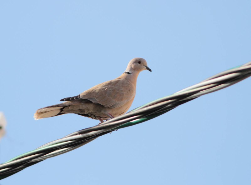 Кольчатая Горлица Streptopelia decaocto