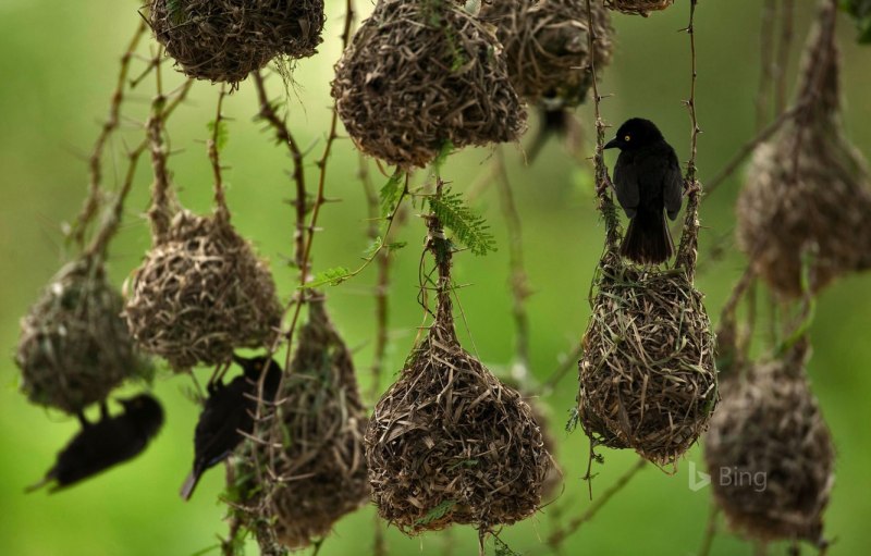 Необычные гнезда птиц (33 фото)