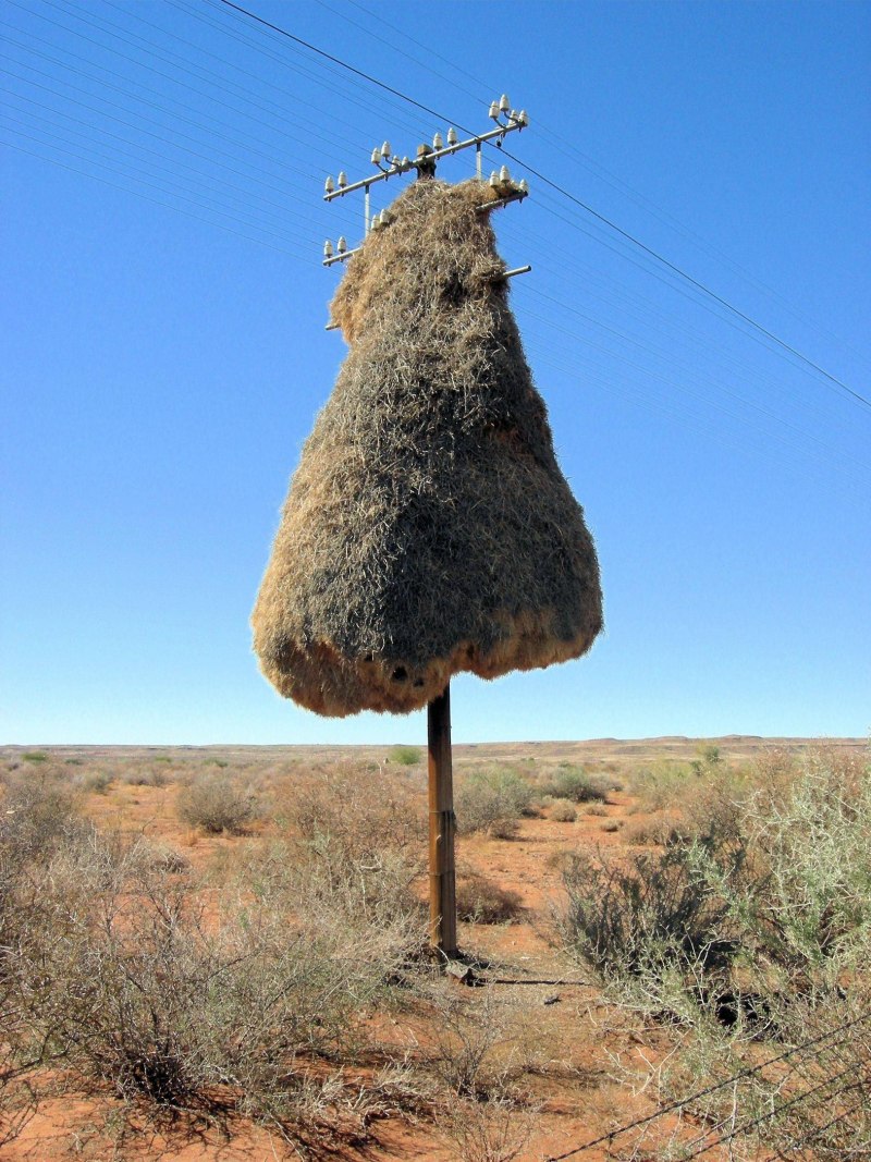 Гнездо Ткачика