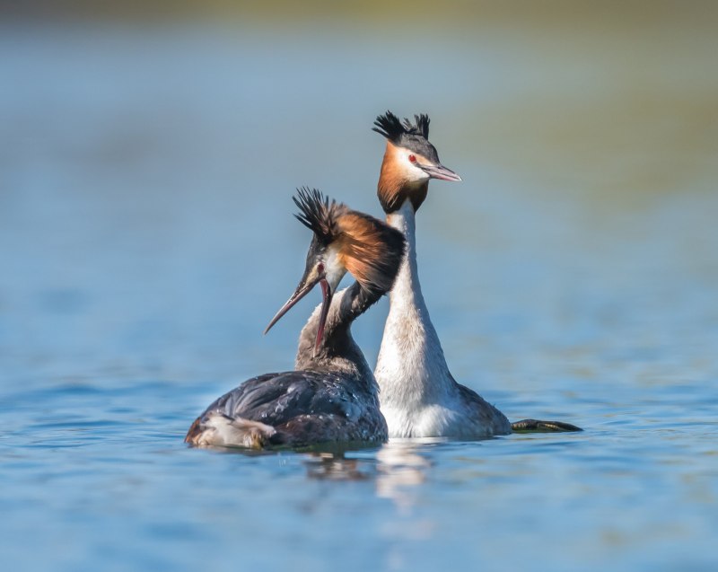 Balearica regulorum