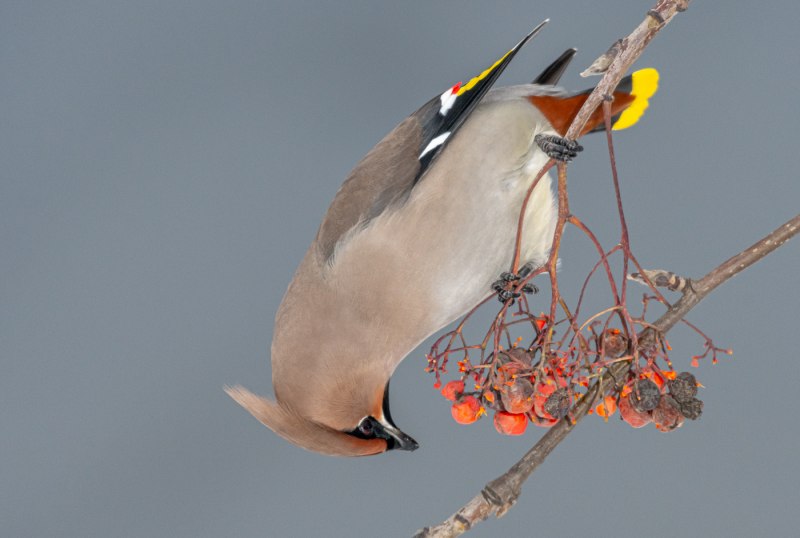 Bohemian Waxwing птица