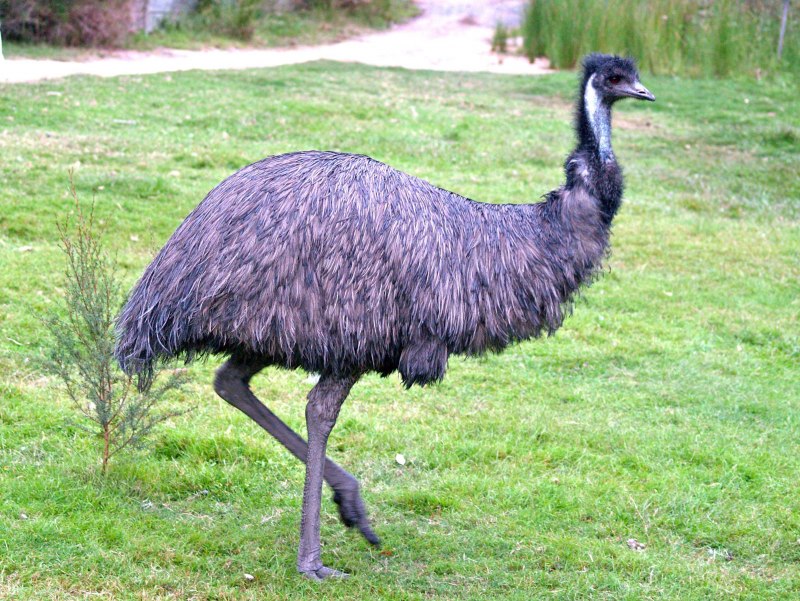 Dromaius novaehollandiae
