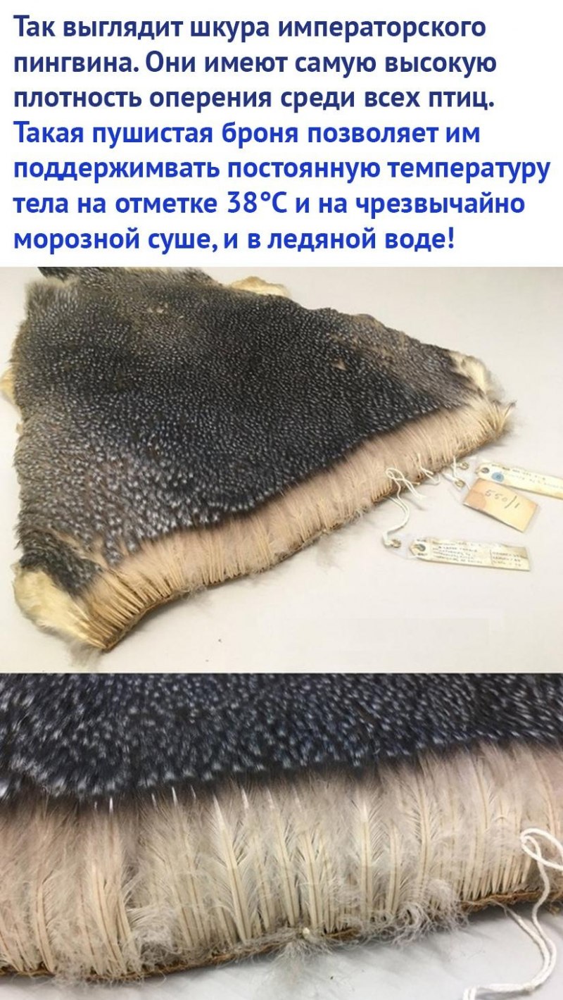 Шкура Императорского пингвина