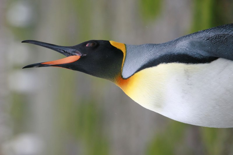 Aptenodytes forsteri