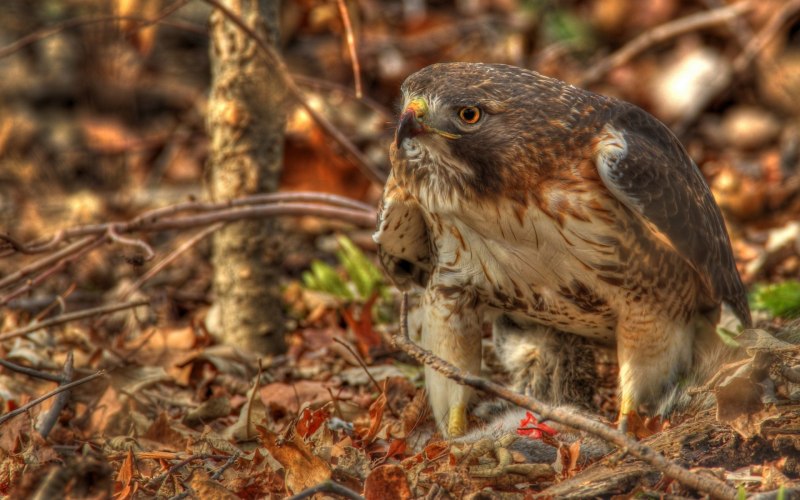 Ястреб - тетеревятник (Accipiter gentilis)