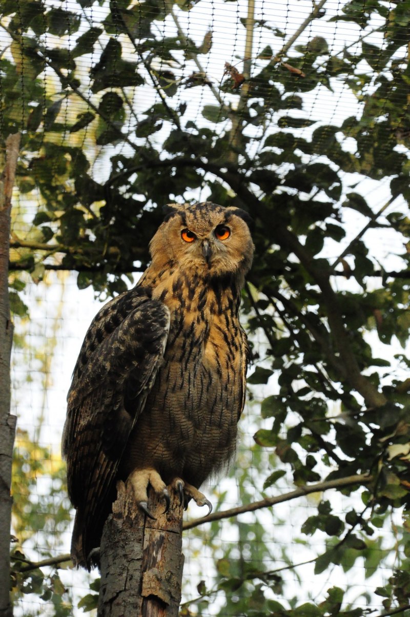 Тетеревятник (Accipiter gentilis)
