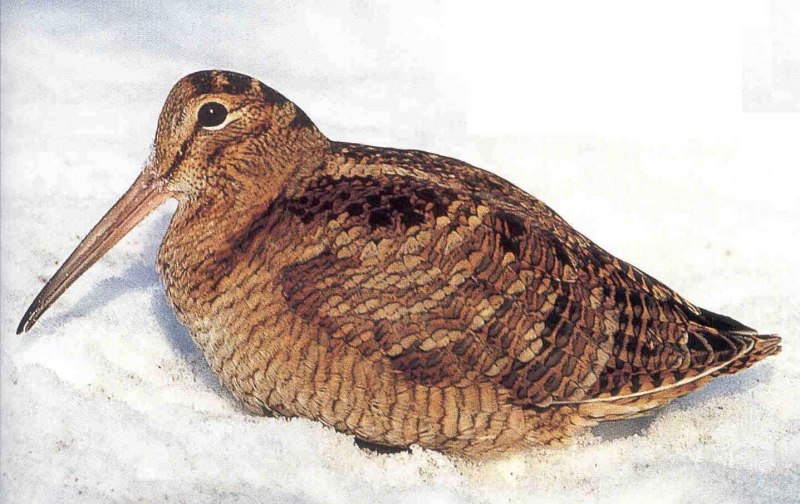 Бекас птица