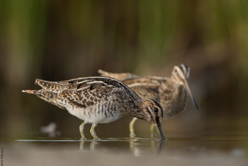 Лесной дупель — Gallinago Megala