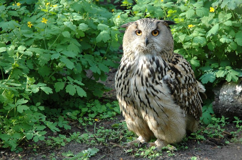 Узамбарский Филин