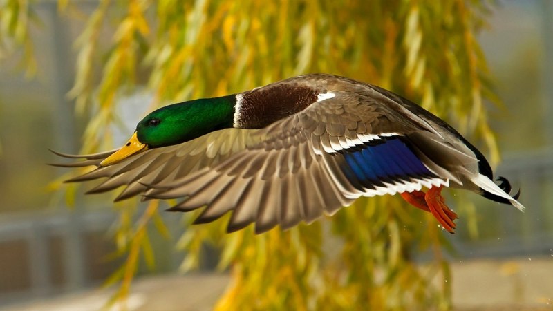 Маллард» / Mallard