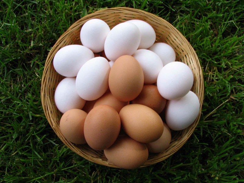 Яйца домашних кур (31 фото)