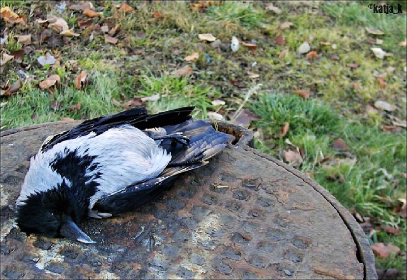 Фамильяр ворон