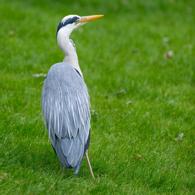 Great Blue Heron птица
