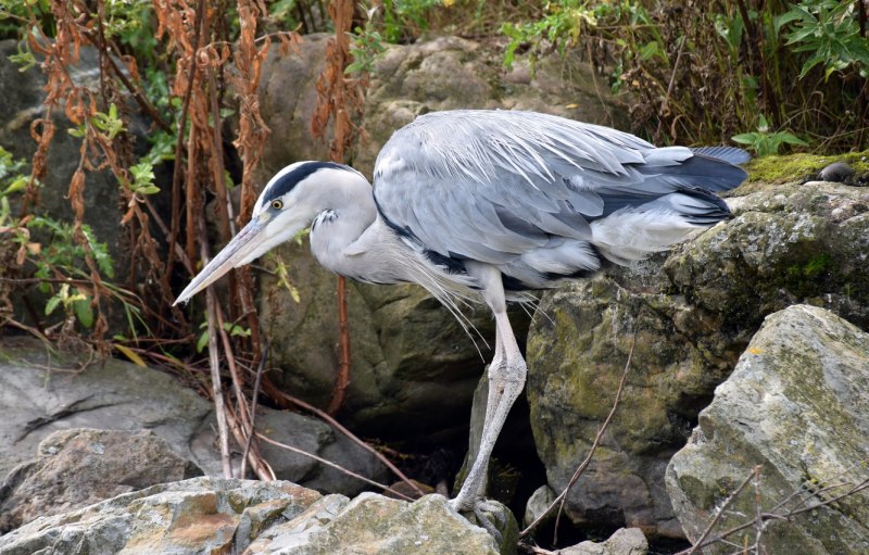 Great Blue Heron