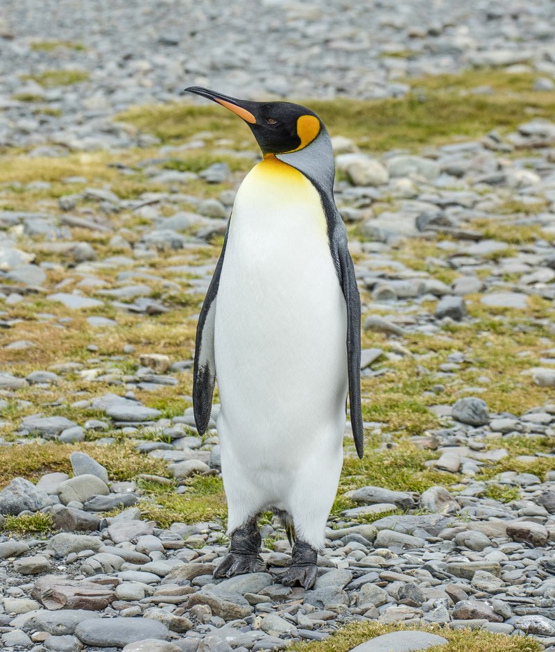 Aptenodytes patagonicus