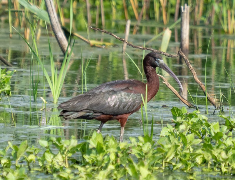 Plegadis Chihi