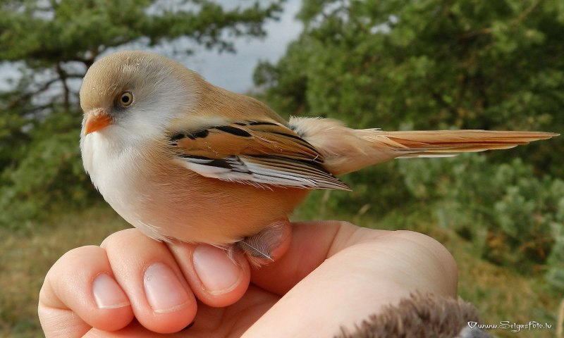 Зимующие птицы Дубонос