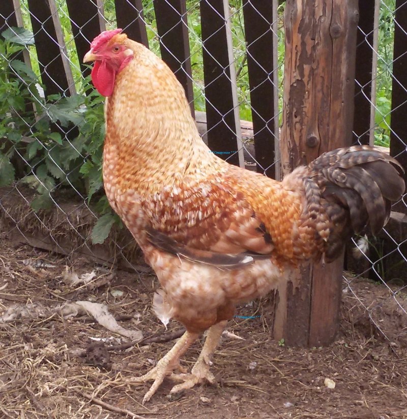 Куры породы Царскосельская