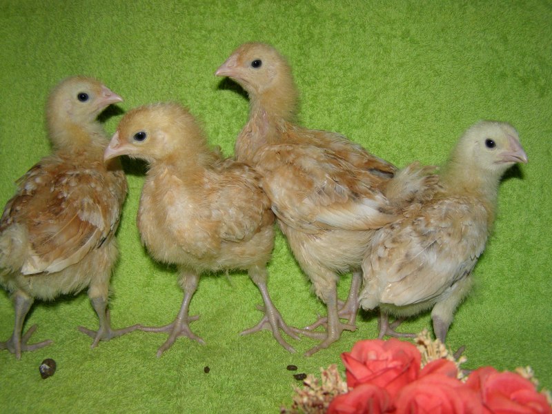 Куры породы колор