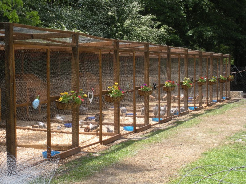 Курятник гусятник