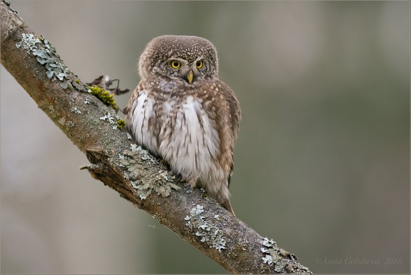 Glaucidium passerinum