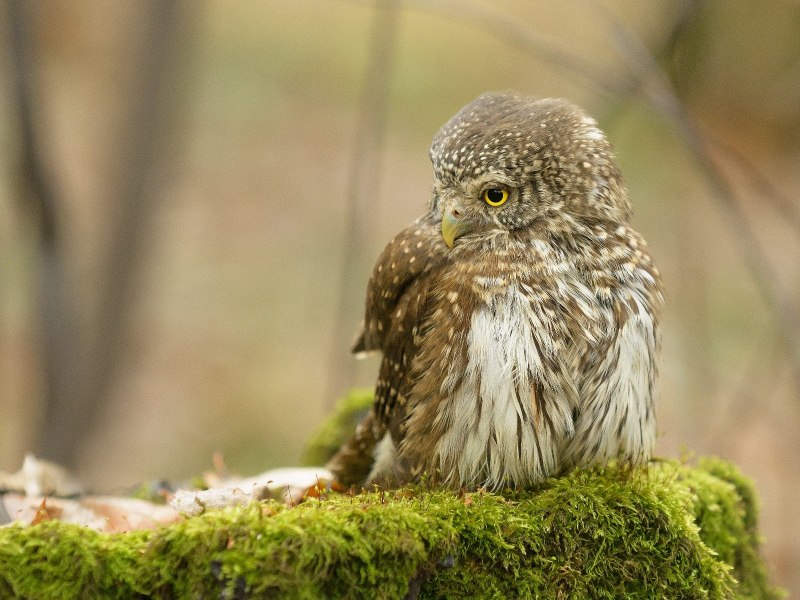 Домовый Сыч – Athene Noctua (SCOP.)