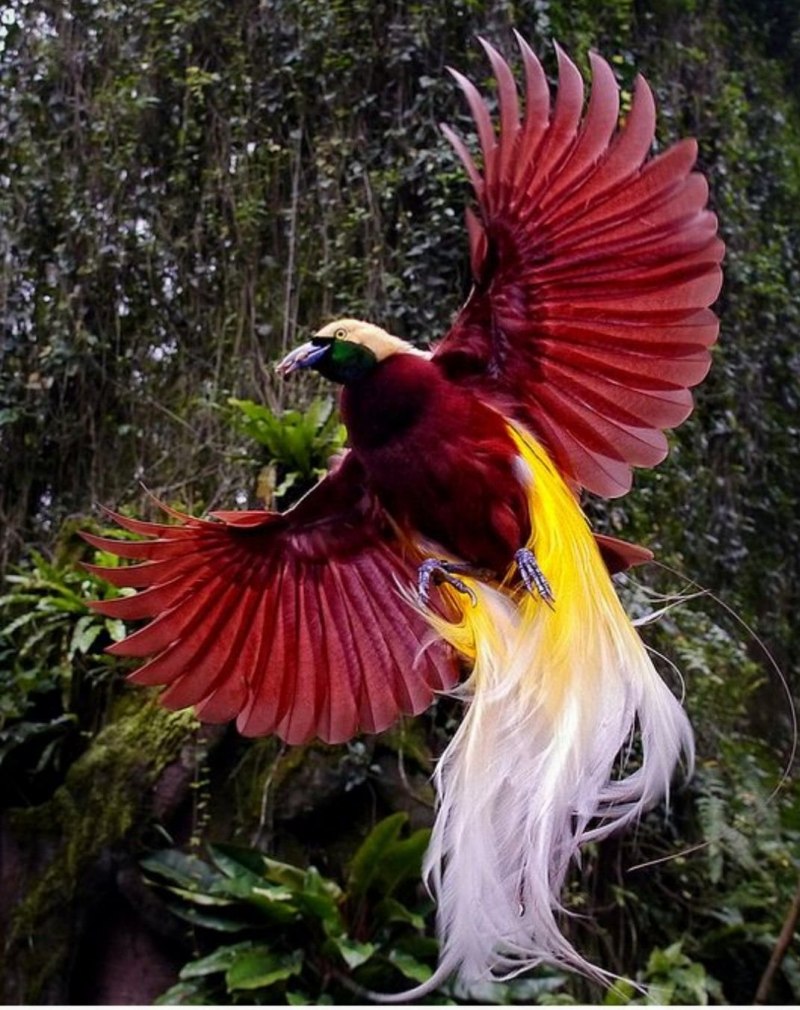 Paradisaea Linnaeus