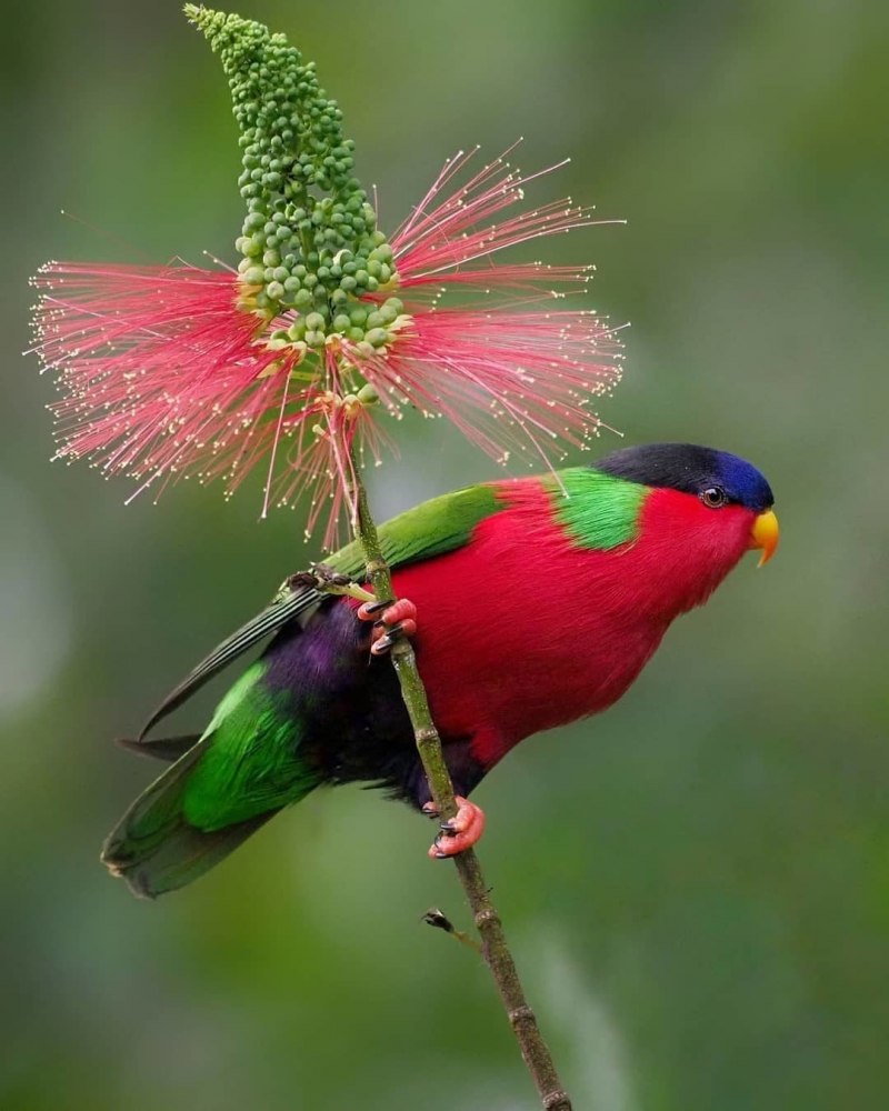 Paradisaea Rudolphi