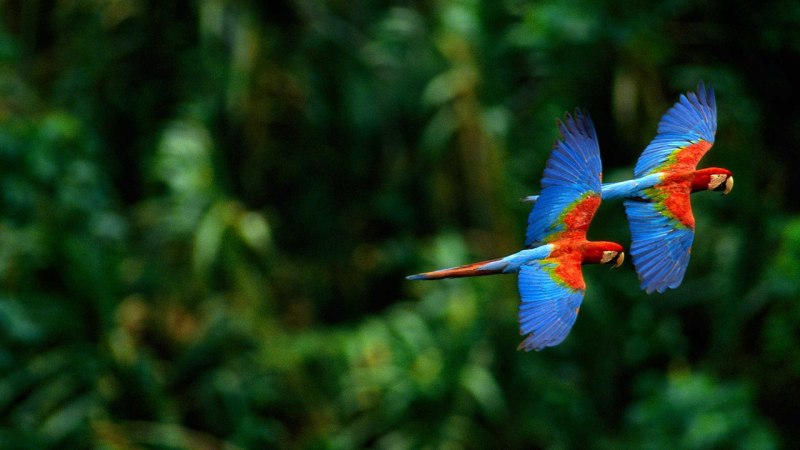 Красная Райская птица paradisaea rubra