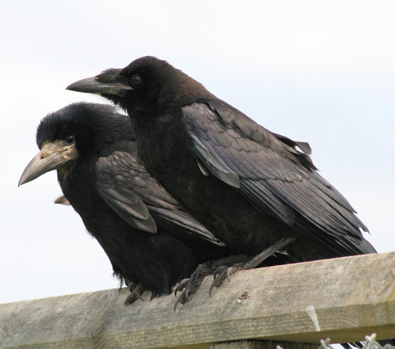Corvus caurinus