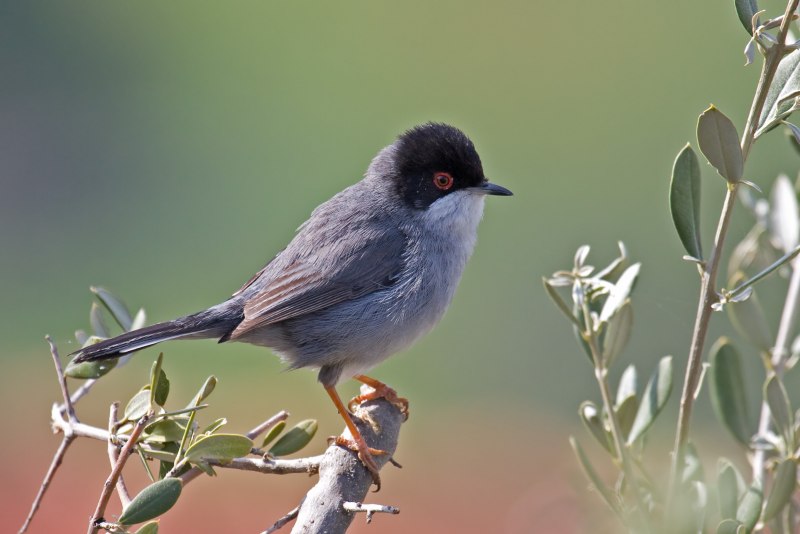 Tufted Titmouse птица