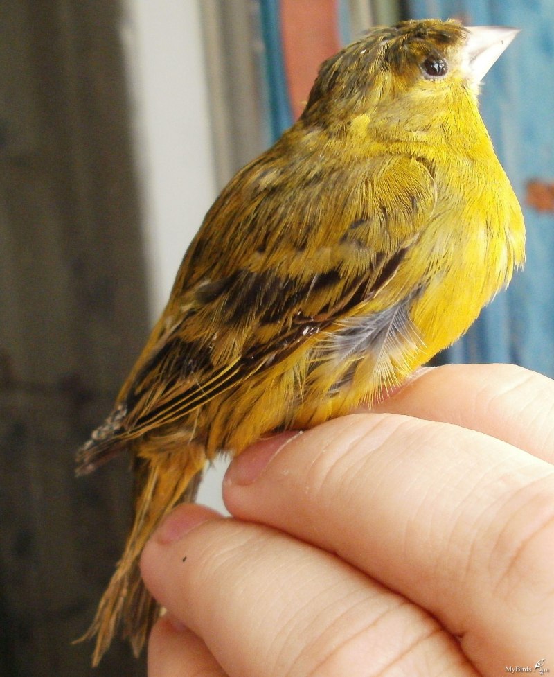 Serinus Canaria