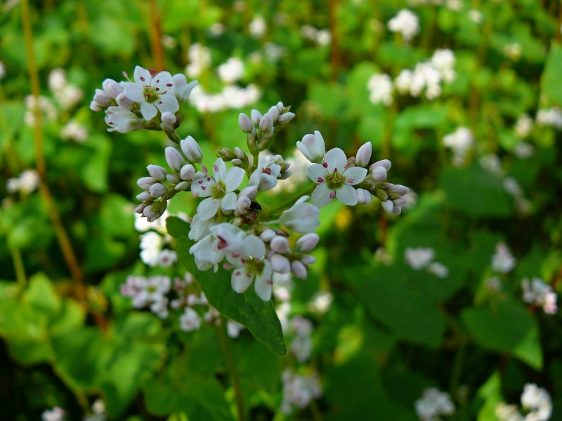 Гречиха посевная (Fagopyrum esculentum)