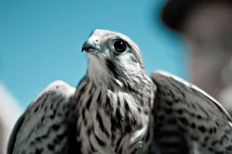Кречет Falco rusticolus
