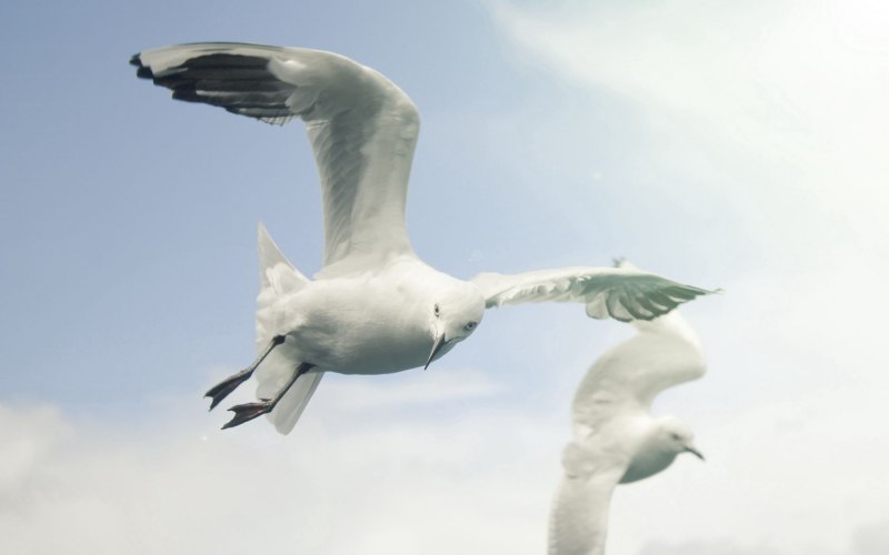 Seagulls in Sky