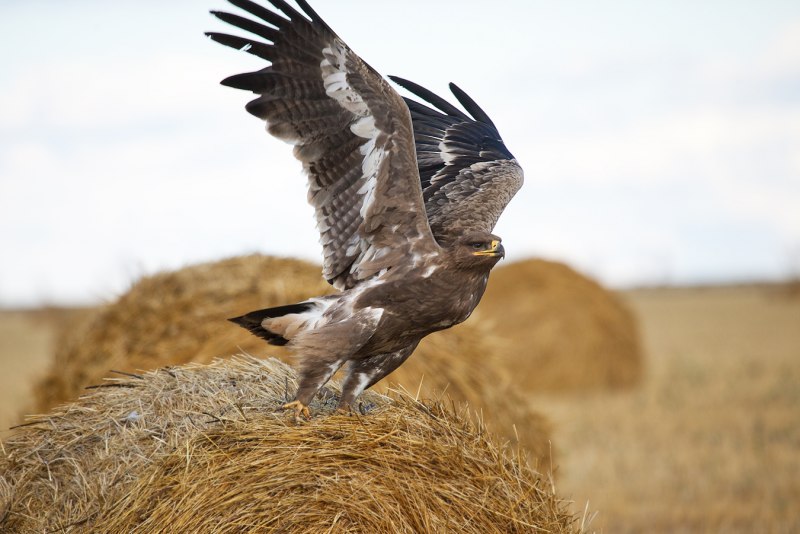 Nisaetus cirrhatus