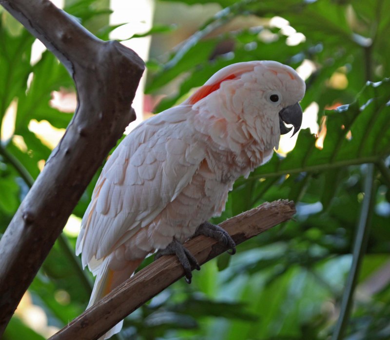 Cacatua moluccensis молуккский Какаду